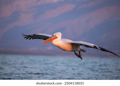 Dalmatian pelicans seen during winter season near Kerkini Lake, Greece. - Powered by Shutterstock