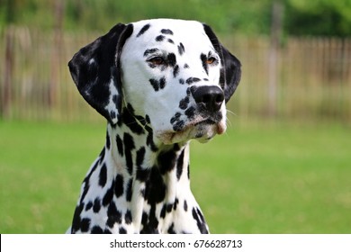 dalmatian portrait in the garden
