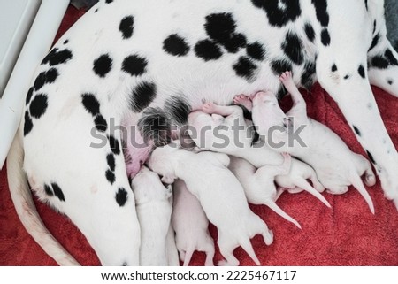 Dalmatian Puppies. Spotted Dog Dalmatian Puppy. Dalmatian Dog Animal Puppies. Black and white puppies. Pet Dalmatian Puppy Dog. Mum Dog with babies. Cute baby animals. Cute puppies feeding. 