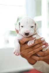 Dalmatian Puppy, Cute Newborn Dalmatian. Puppy Dog. Close Up Of Newborn Puppies. Black And White Liver And White Dalmatian Puppies. 