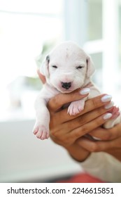 Dalmatian Puppy, un lindo recién nacido dálmata. Perro Cachorro. Cierre de los cachorros recién nacidos. Hígado blanco y negro y cachorros dálmatas blancos. 