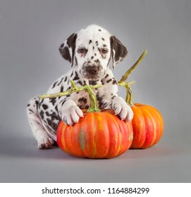 Dalmatian Puppy Dog In Studio With Grey Background And Couple Of Pumpkins In Hallowen Time