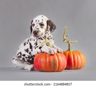 Dalmatian Puppy Dog In Studio With Grey Background And Couple Of Pumpkins In Hallowen Time