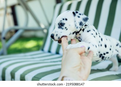 Dalmatian puppy playing outdoor.White black puppy bite in a hand. Young dog playing with a human.training and education concept.Puppy biting hand - Shutterstock ID 2195088147