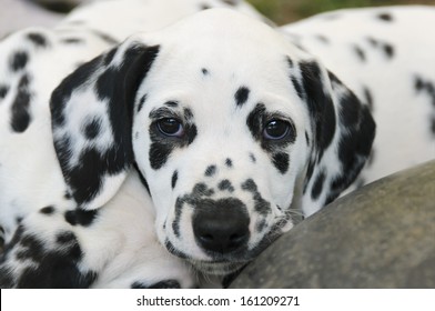 Dalmatian Morning Light Indoor Sleepy Cute Stock Photo 1032345916 ...