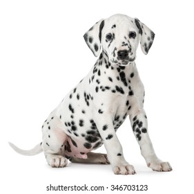 子犬 ダルメシアン の写真素材 画像 写真 Shutterstock