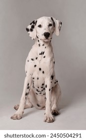 Dalmatian puppy sitting studio portrait