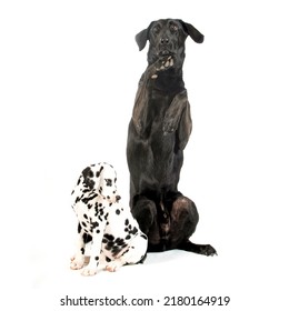 Dalmatian Puppy W Big Begging Black Dog