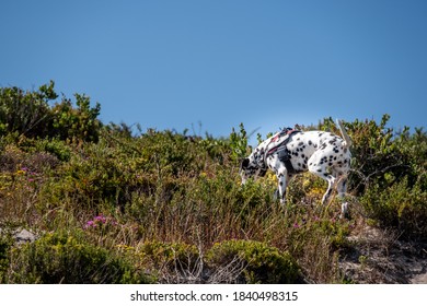 Dalmatian Search And Rescue Dog Working A Trail On A Bright Day