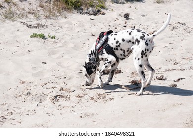 Dalmatian Search And Rescue Dog Working On A Beach On A Bright Day On A Bright Day