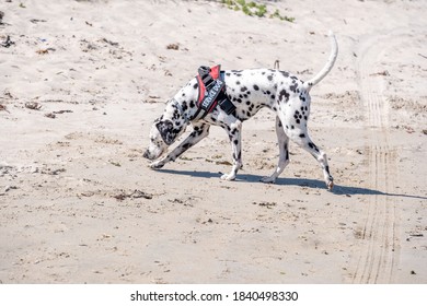 Dalmatian Search And Rescue Dog Working On A Beach On A Bright Day On A Bright Day