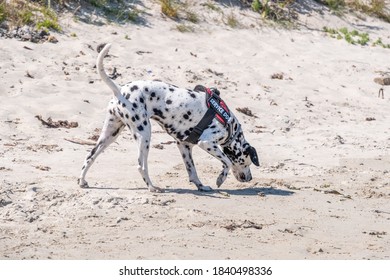 Dalmatian Search And Rescue Dog Working On A Beach On A Bright Day On A Bright Day