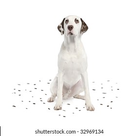 Dalmatian Shedding Its Spots In Front Of A White Background