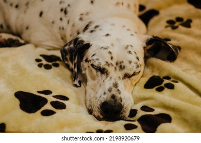 how many hours a day do dalmatians sleep