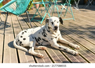 how many hours a day do dalmatians sleep