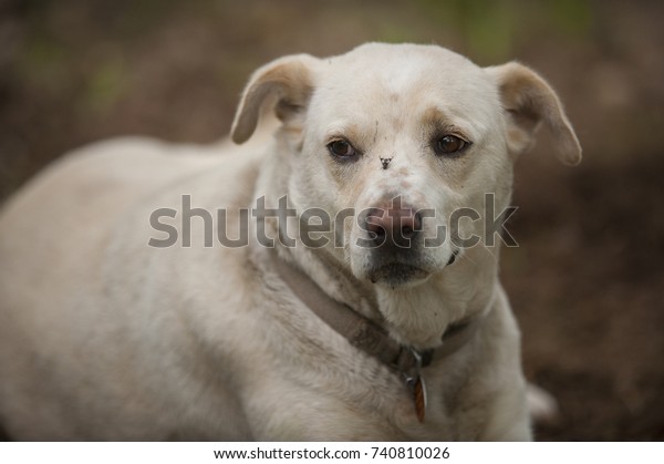 dalmatian lab mix puppy