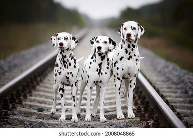 dalmatians on the railway tracks