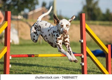 Dalmatien Dog Agility