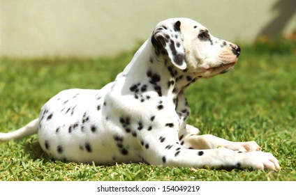 Dalmation