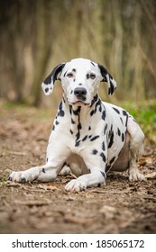 Dalmation 