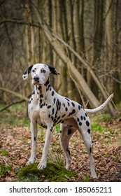 Dalmation 