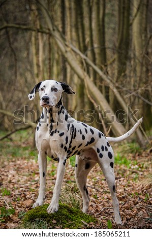 Dalmation 
