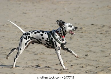 Dalmation Charging On Beach