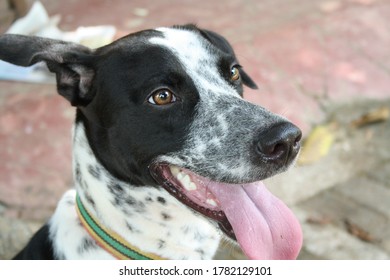 Dalmation Cross , Black And White With Spots, Sticks His Tounge Out Joyfully In The Companionship With His Human Friends In Hope Of Pleasing Them