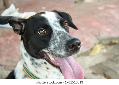 Dalmation Cross , Black And White, Sticks His Tounge Out Joyfully In The Companionship With His Human Friends In Hope Of Pleasing Them