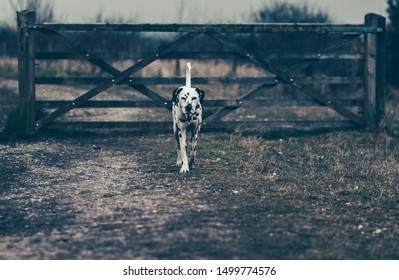 Dalmation Dog Action Shots Red Collar