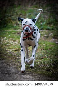 Dalmation Dog Action Shots Red Collar