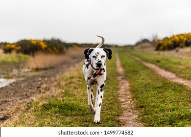 Dalmation Dog Action Shots Red Collar