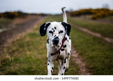 Dalmation Dog Action Shots Red Collar