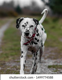 Dalmation Dog Action Shots Red Collar