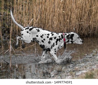 Dalmation Dog Action Shots Red Collar