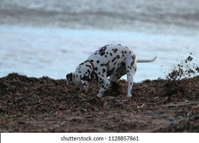 Dalmation Dog Digging In Sand On A Beach