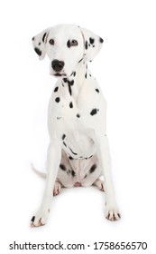 Dalmation Dog On White Background Looking At Camera