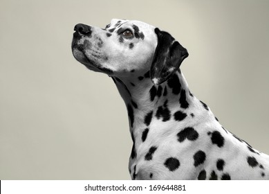 Dalmation Dog Portrait In Studio.