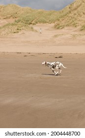 Dalmation Dog Running On The Beach At Harlech North Wales