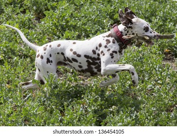 Dalmation Dog Running With A Piece Of Wood On A Field