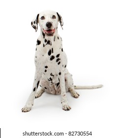 Dalmation Dog Sitting Down On A White Background