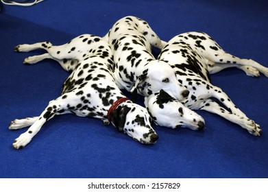 A Dalmation Dogs On The Floor.