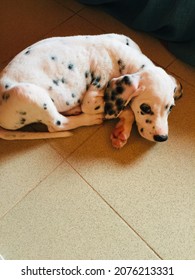 Dalmation Puppy 2 Months Sleepy