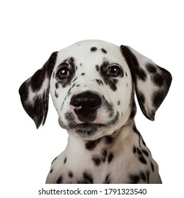 Dalmation Puppy Face Close Up