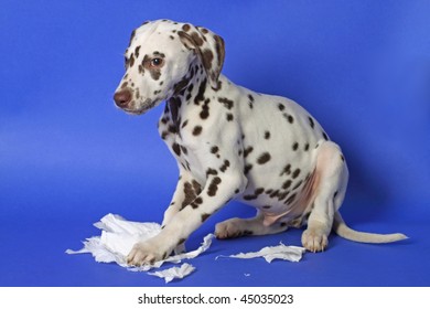 Dalmation Puppy On Blue Background. Shot In Studio.