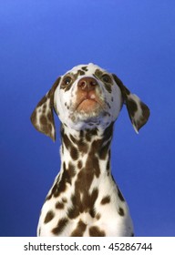 Dalmation Puppy On Blue Background. Shot In Studio.