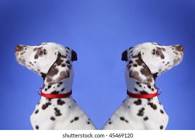 Dalmation Puppy On Blue Background. Shot In Studio.