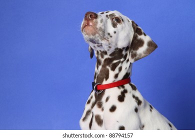 Dalmation Puppy On Blue Background. Shot In Studio.