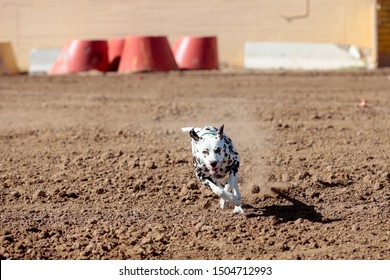 Dalmation Running On A Lure Course In The Dirt