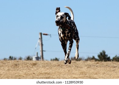 Dalmation Running In A Park